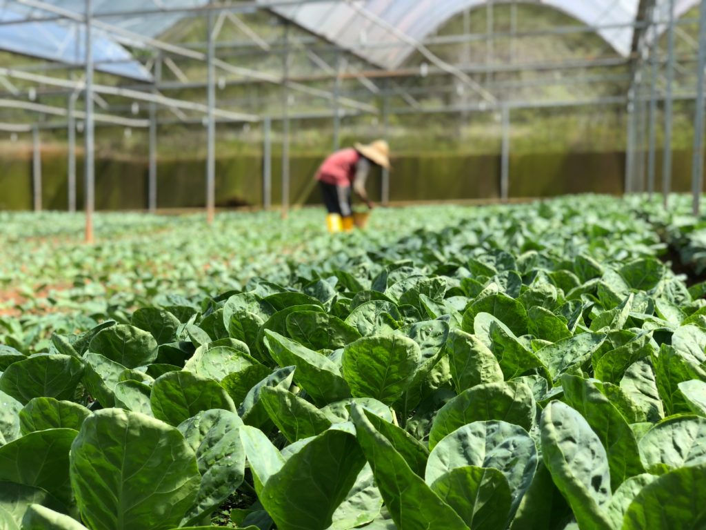 Farmers working in a field